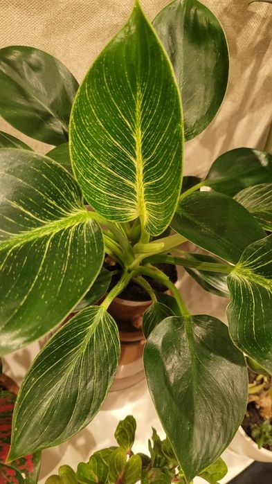 Филодендрон цветы комнатные 30-35 см