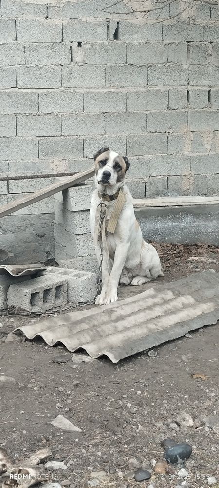 Продаётся Алабай хорошый