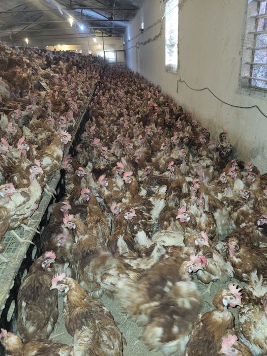 Vand gaini ouatoare cu transport in localitatea ta