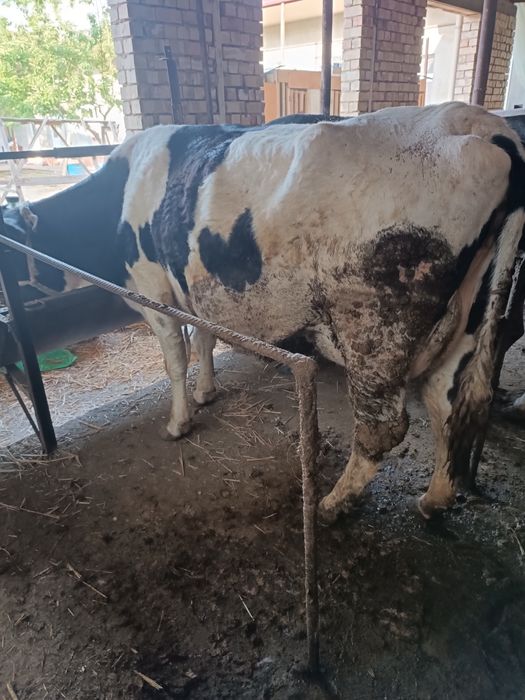 Sigirla sotiladi sogin va bogoz