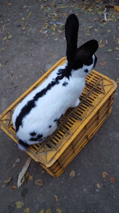 Vând un mascul de fluture german