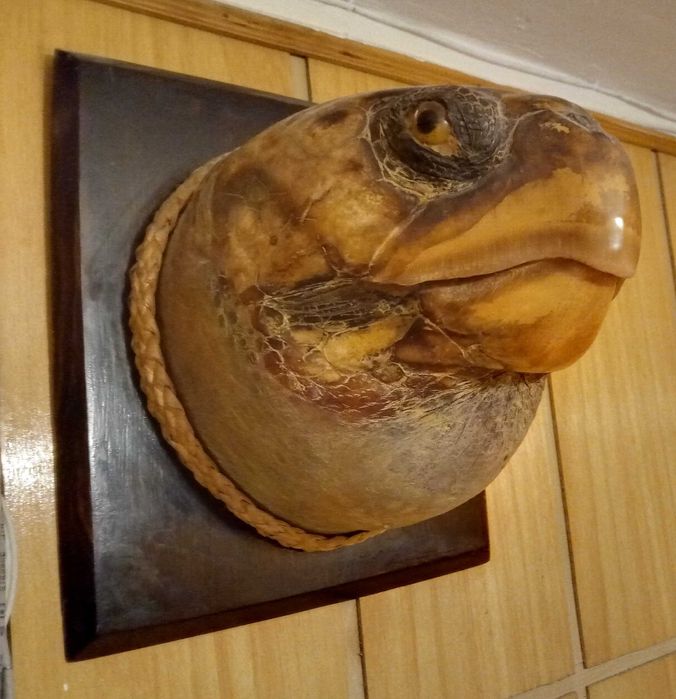 Глава на морска костенурка - трофей