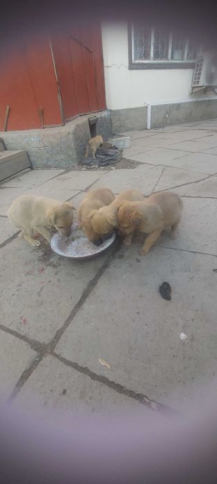 Отдам щенков бесплатно