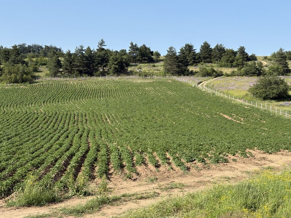 Картофи за семе 30-45 Сорая клас В