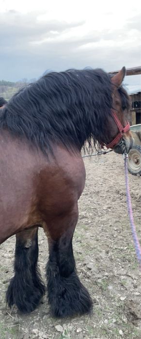 Vând armasar Ardenez