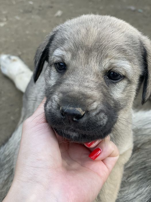 Подаряват се малки кученца кучета