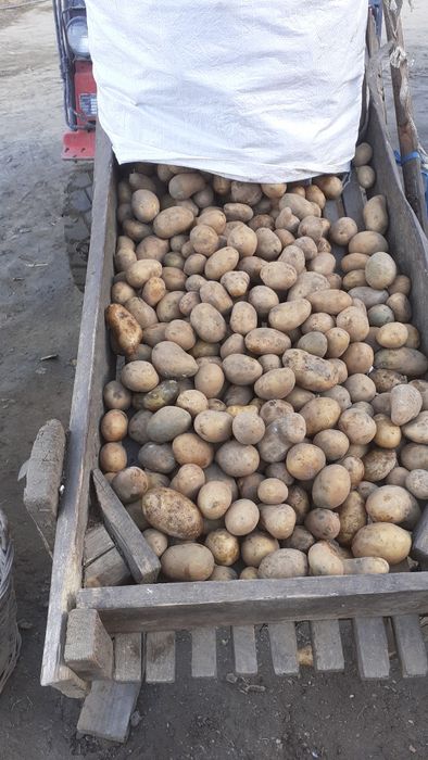 Cartofi pentru animale