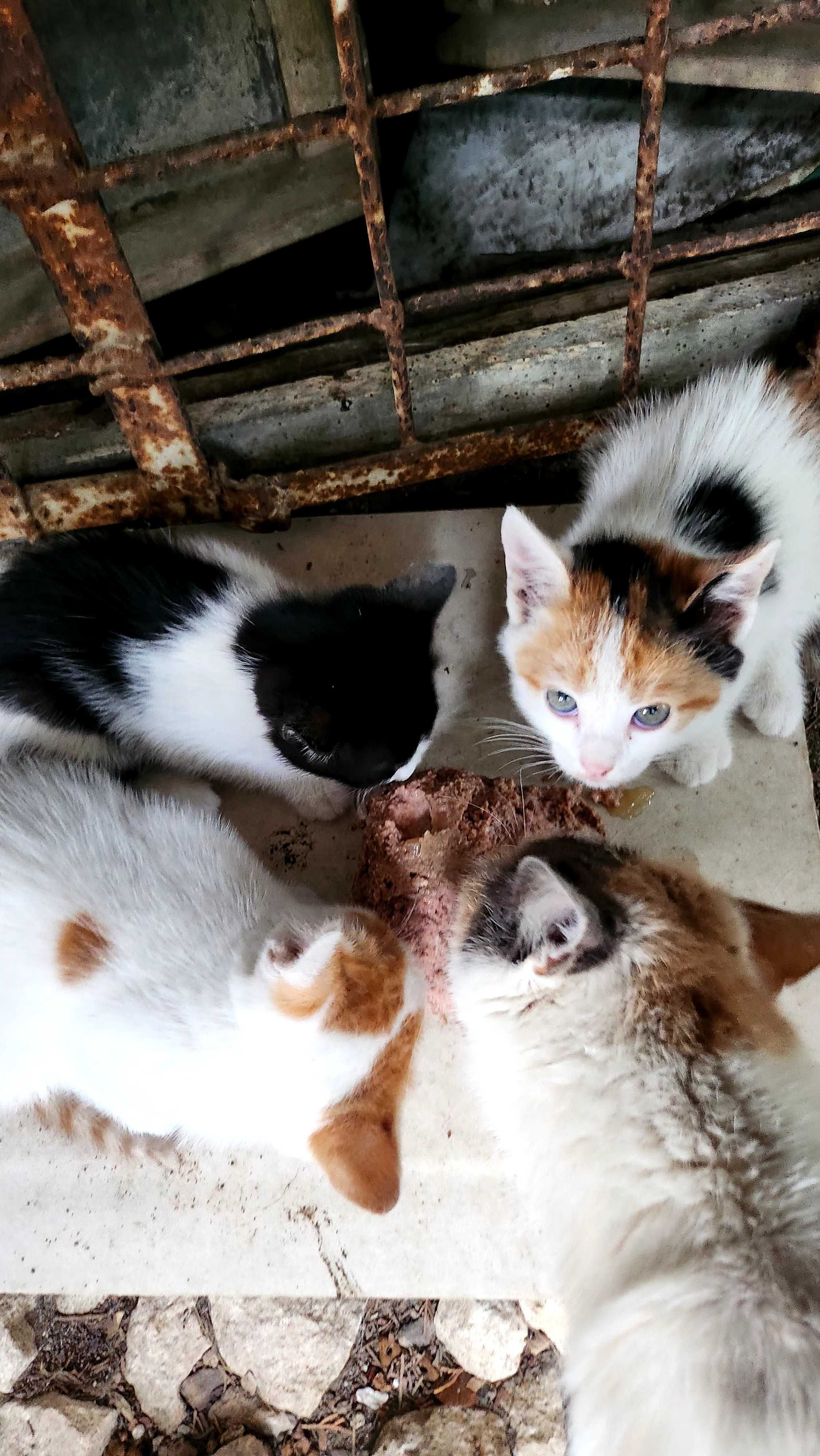 Котета търсят дом