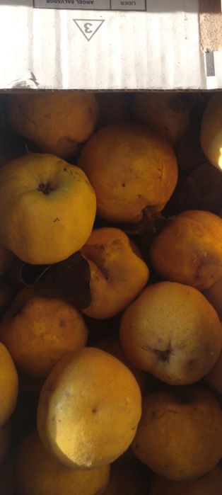 Bexi sotiladi tel nomer