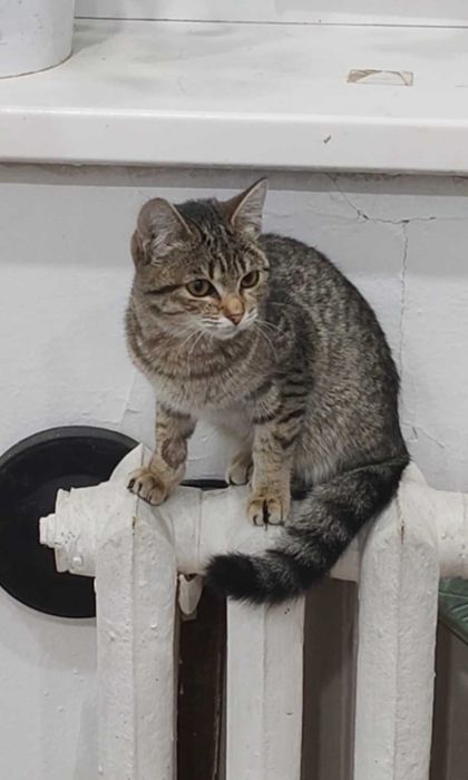 Нежная малышка ищет дом