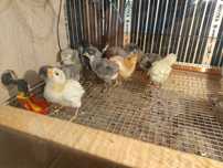 Vând pui australorp ,.oua incubare australorp și bibilica