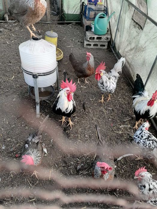 Петли Легхорн Бял, Сребърна Италянка и Ексченджр