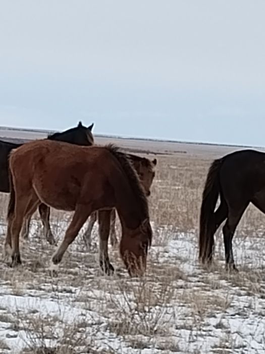 Тай согым полтарашки степный