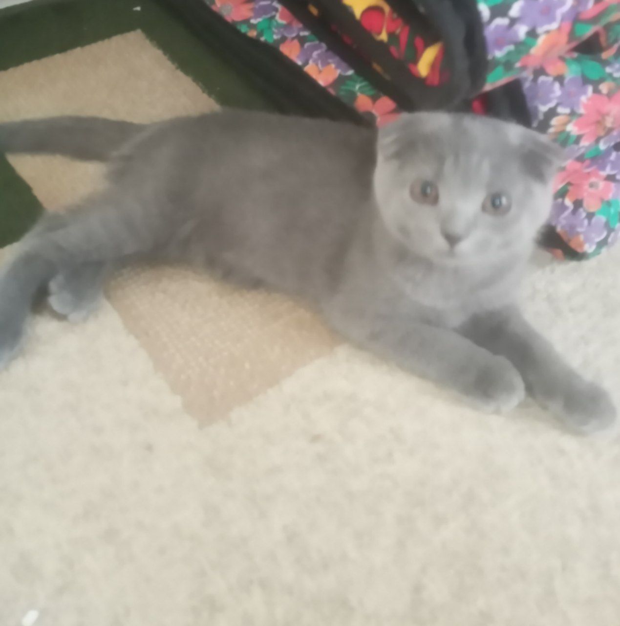 Продается котёнок