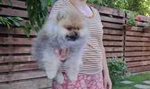 Fetiță Pomeranian cu Pedigree FCI