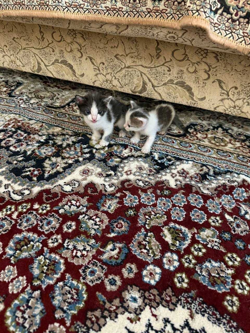 Отдам котят в добрые и ответственные руки.