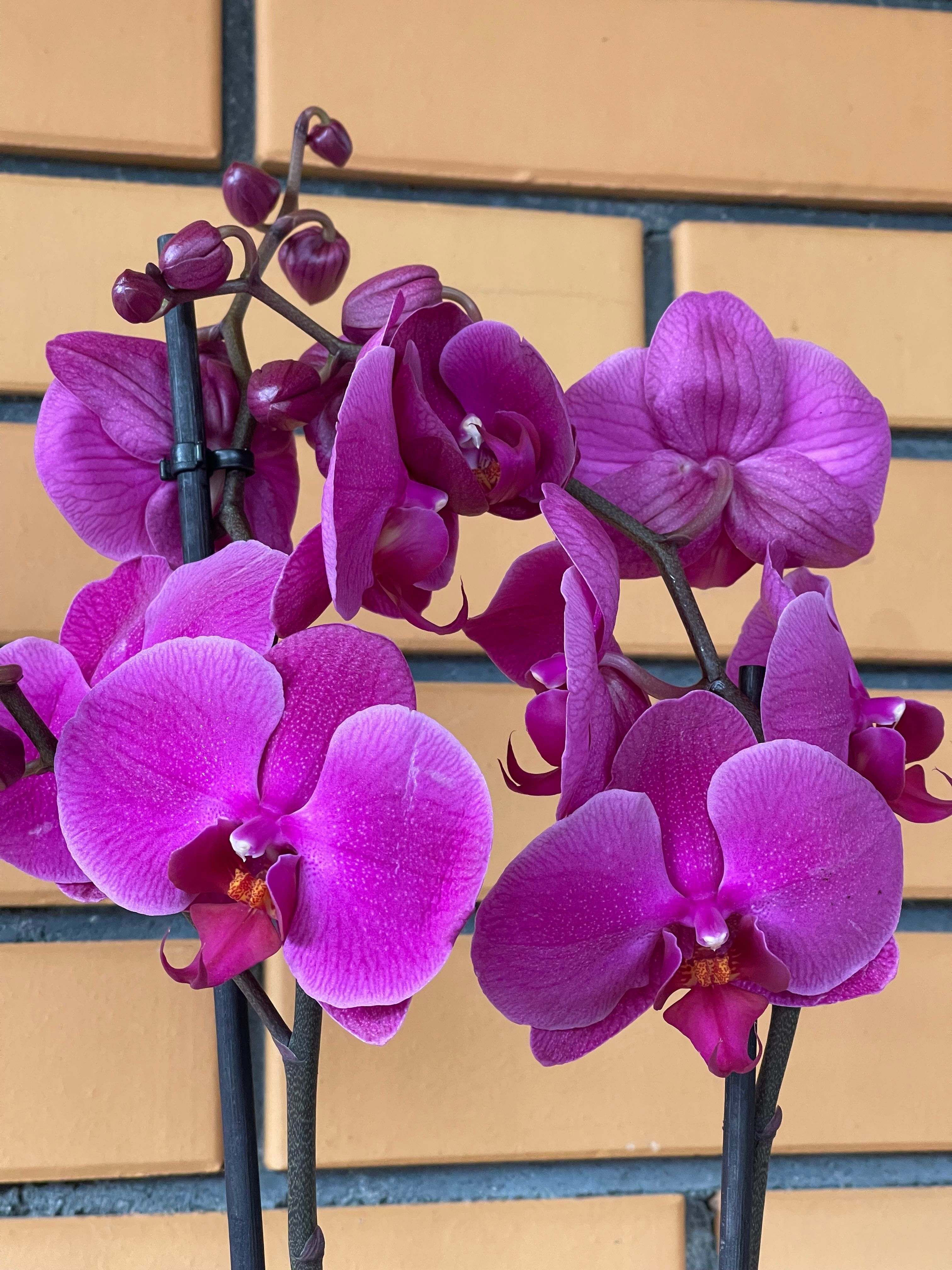 Орхидеи орхидея цветы