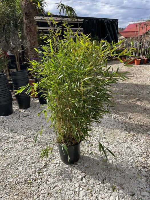 Spirală. bambus. Buxus.