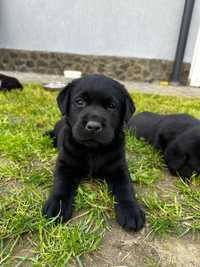 Pui labrador retriver