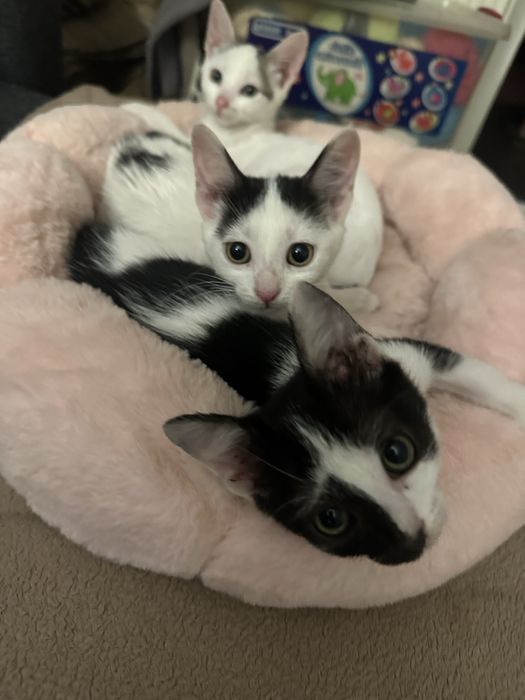 Pisici pentru adoptie