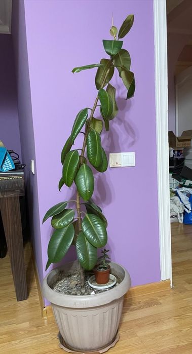 ФИКУС комнатные цветы