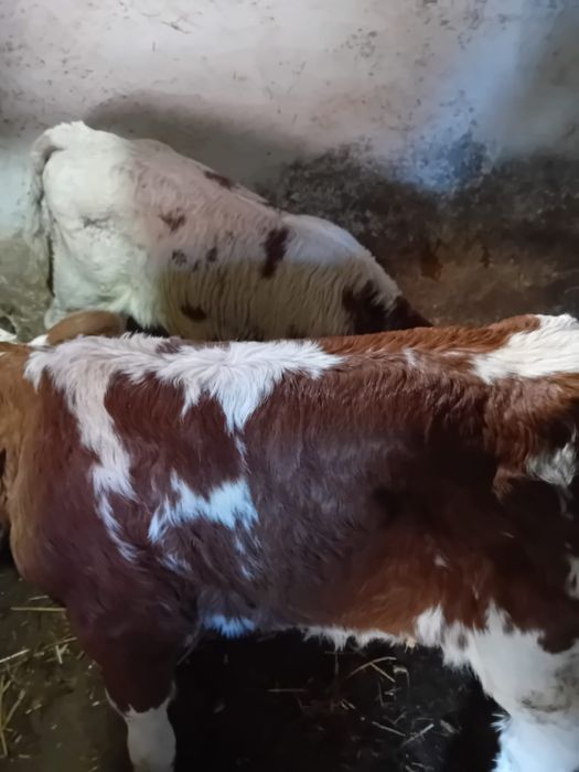 Taurasi si vitea baltati