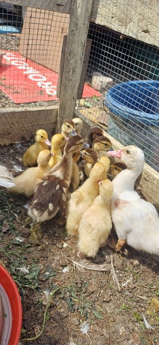 Vand rațisioare mute cu mama lor