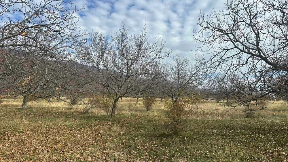 Продава се: Имот /овощна градина/ 2.998 дка,  м.Черешака,  с.Кърнаре