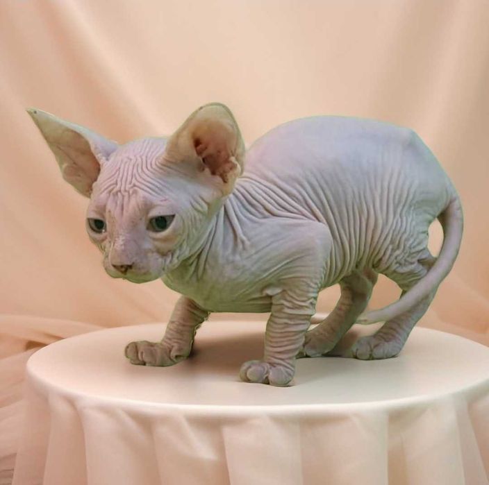 Продаются котята