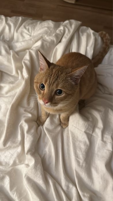 Рыжий котик ищет дом