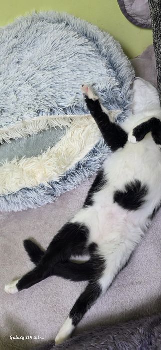 Подарявам женско коте