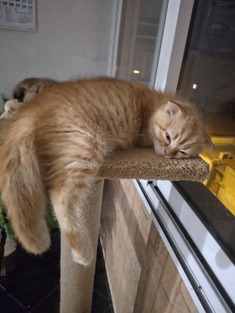 Шотландски котенца