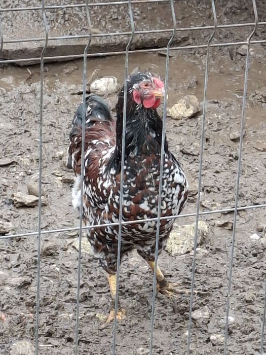 Vând cocoș Wiandote porțelan