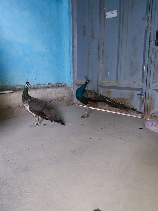 Tovuslar arzon narhda sotiladi