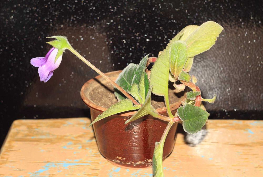 Годовалый цветок Глаксинии, Комнатные цветы