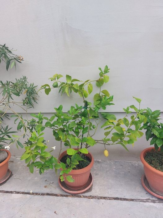 Flori ornamentale