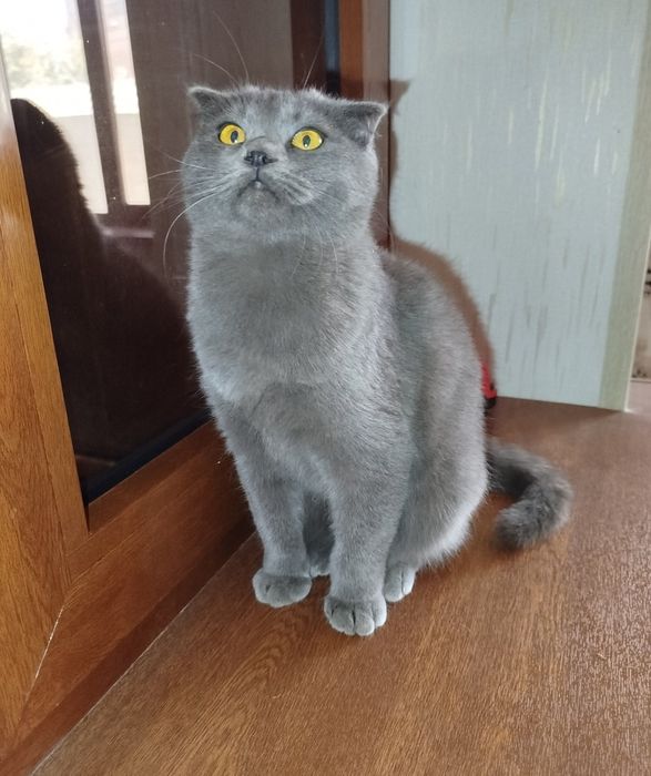 Скотиш фолд киз бола мушукча сотилади