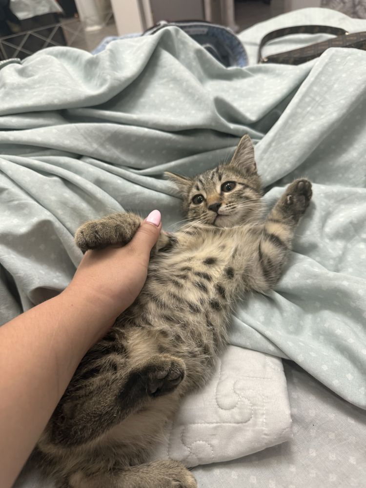 Котик очень игривый любопытный