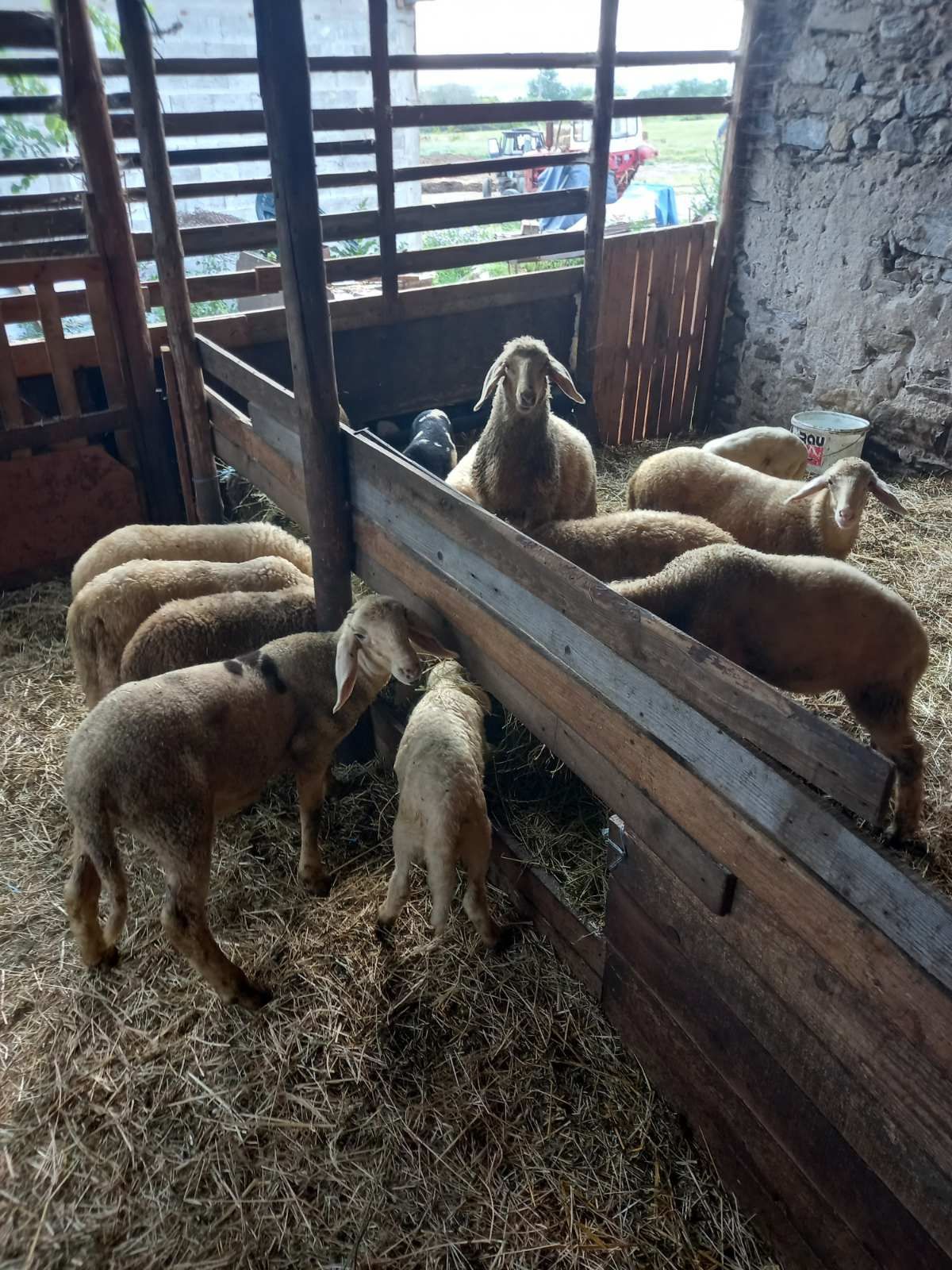Агнета за продажба