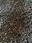 Aronia