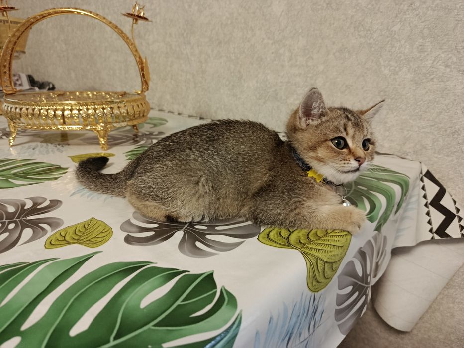 Котёнок золотая шиншилла девка