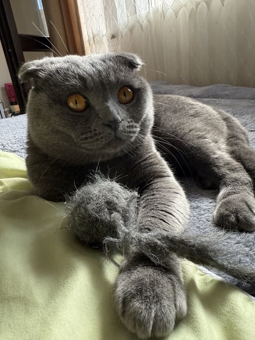 Шотландски клепоух за разплот