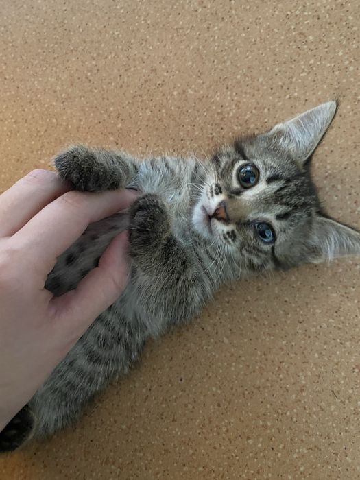 Отдаем котят в хорошие руки