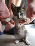 Ofer sper adoptie pui de pisica mascul