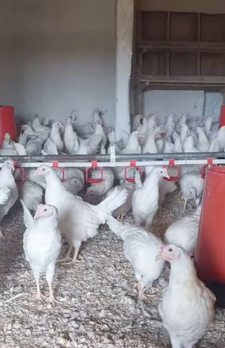 Продавам ярки бял легхорн