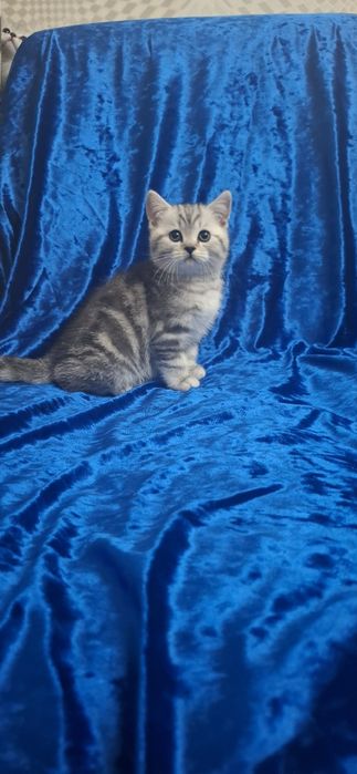 Котенок Шотланд. скоттиш страйт