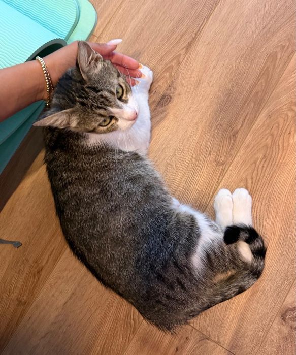 Mitzi isi cauta casa