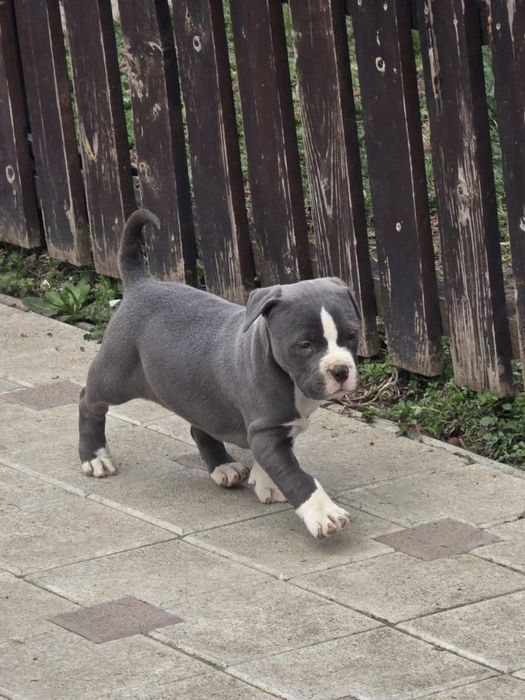 Pui de rasa cu pedigree din părinți campioni