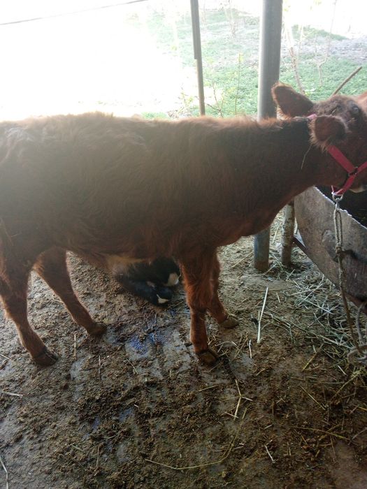 Buqacha sotiladi kelishilgan narxlarda