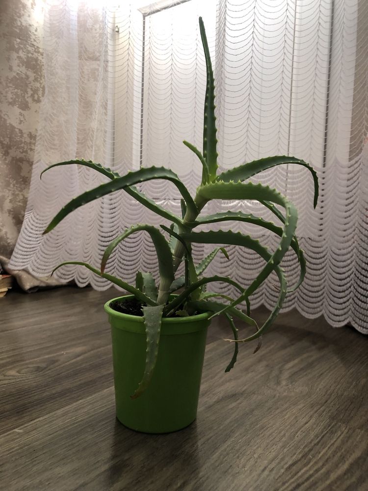 Алоэ разных сортов